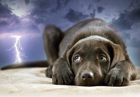 How to Calm Pet Anxiety During Storms